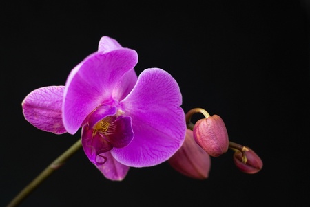 Purple orchid isolated on blackの写真素材