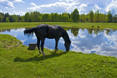 Beautiful spring view of the wood with a horse drinking waterの写真素材