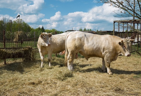 the Cow with a bull.の写真素材