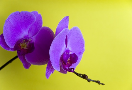 Purple orchid isolated on yellow backgroundの写真素材