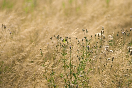 Wild flowers in the field of wheat backlit by the light of the setting sun.の写真素材