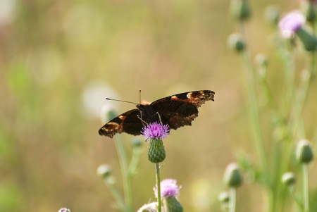 butterfly on the plantの写真素材
