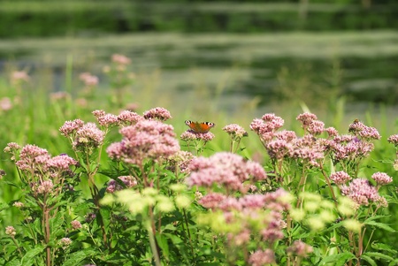 butterfly on the purple flowers