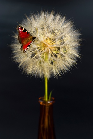beautiful dandelion with butterfly on the black backgroundの写真素材