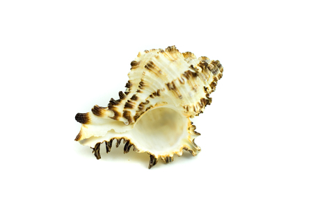 seashell on a white surface