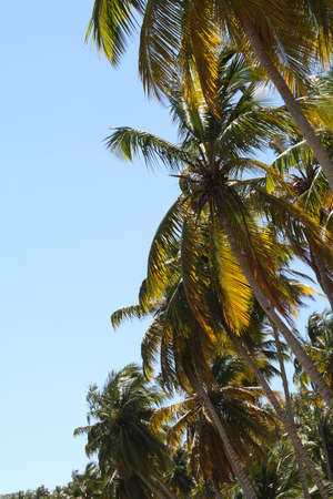 Blue sky copy space with a border of coconut palm trees.の写真素材