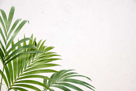 Fresh green tropical palm fronds or leaves forming a side border. Kentia palm on textured white wall background with copyspace conceptual of summer holidays and destinationsの写真素材