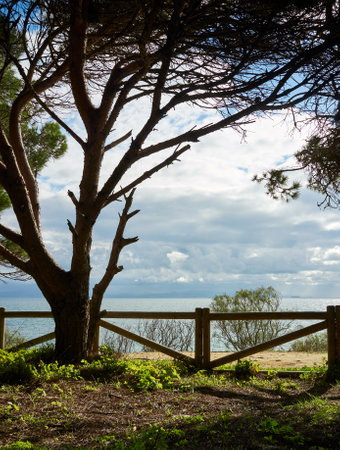 Tranquil setting overlooking the Atlantic ocean, Tarifa. Pine tree with rustic wooden fence and footpath under a cloudy sunny sky. Natural landscape of the Tarifa coast in Cadiz, Andalusia, Spainの写真素材