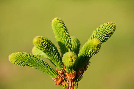 Spruce topの写真素材