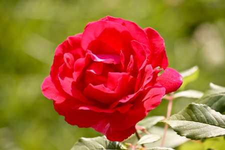 Roseの写真素材
