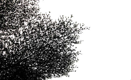 Dead  Trees abstractの写真素材