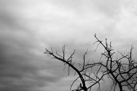 Dead Trees before Stormの写真素材