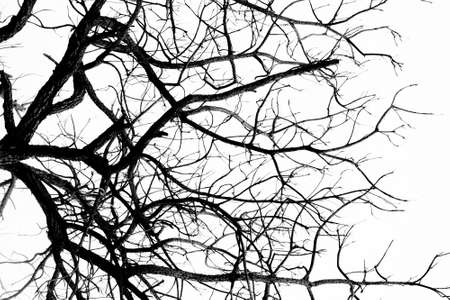 Dead  Trees abstractの写真素材