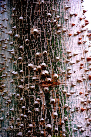 Bothanical garden in Cluj-Napoca, Transylvaniaの写真素材