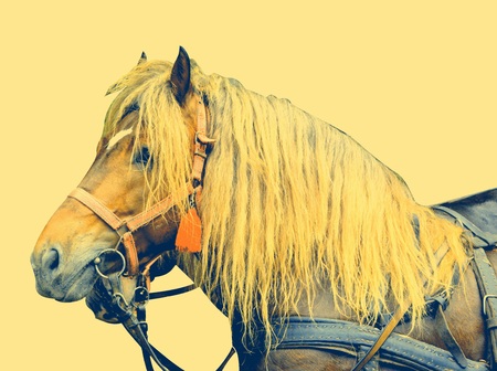 Horse during Juni parade. Riders celebrating of the day so call Juni mens. An millennial  romanian tradition in Brasov, Transylvania.の写真素材