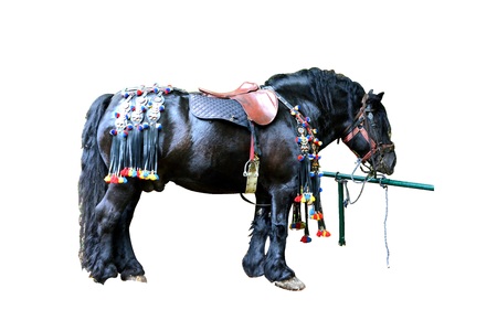 Horse resting during Juni parade. Riders celebrating of the day so call Juni mens. An millennial  romanian tradition in Brasov, Transylvania.のeditorial素材