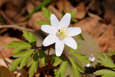 Flower in spring in forestの写真素材