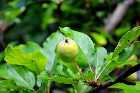 Apples in an apple tree in orchard in early summerの写真素材