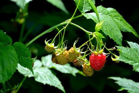 Raspberry in the garden in early summer