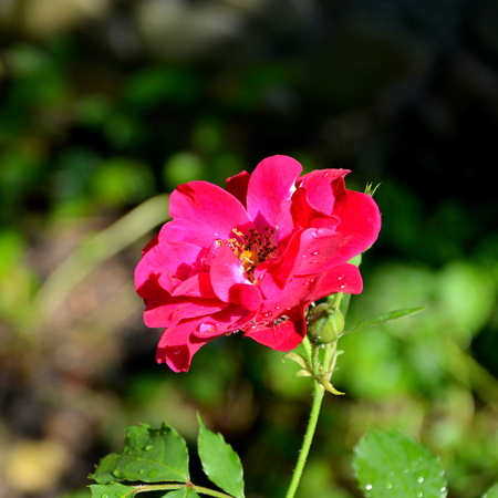 Wild roses in the garden, in early summerの写真素材