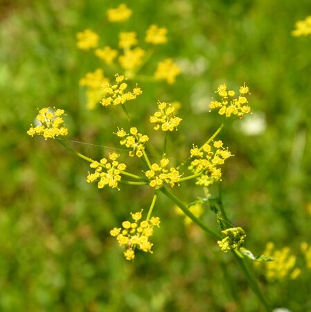 Wild flower in Apuseni Mountains, Transylvania