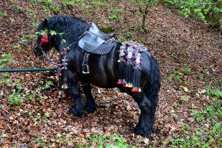 Horse resting during the day so call Juni mens. An millennial  romanian tradition in Brasov, Transylvania.の写真素材