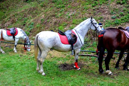 Horses resting. Landscape in Poiana Brasov Road to the winter and touristic station Poiana Brasov,...