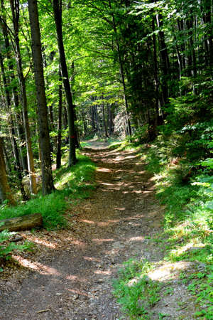 Landscape in Poiana Brasov Road to the winter and touristic station Poiana Brasov, 12 km from...
