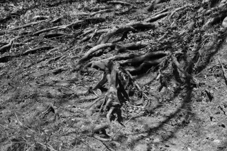 Landscape in Poiana Brasov Road to the winter and touristic station Poiana Brasov, 12 km from Brasov, a town situated in Transylvania, Romania, in the center of the country. 300.000 inhabitants.の写真素材