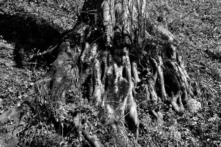 Landscape in Poiana Brasov Road to the winter and touristic station Poiana Brasov, 12 km from Brasov, a town situated in Transylvania, Romania, in the center of the country. 300.000 inhabitants.の写真素材