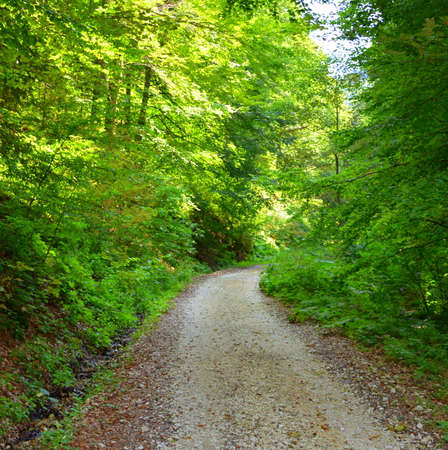 Road to the winter and touristic station Poiana Brasov, 12 km from Brasov, a town situated in Transylvania, Romania, in the center of the country. 300.000 inhabitants.の写真素材