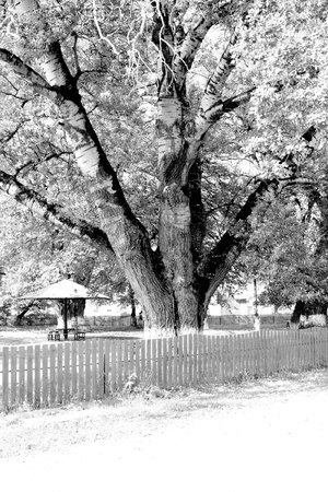 Typical rural landscape in the plains of Transylvania, Romania. Green landscape in the midsummer, in a sunny dayの写真素材