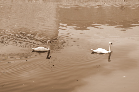 swans on the lake in a sunny day, in midsummerの写真素材