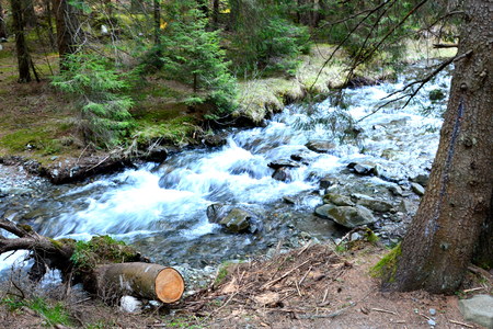 Typical landscape in the forests of Transylvania, Romania. Green landscape in the midsummer, in a sunny dayの写真素材