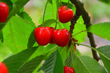 Cherries in a cherry tree. Green leave in the garden, in springtime. Green landscape and water dropsの写真素材