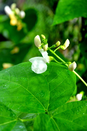 Nice bean flowers in the garden in midsummer, in a sunny day. Green landscape. Daffodils, Narcissus,...