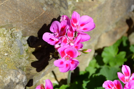 Nice flowers in the garden in midsummer, in a sunny day. Green landscapeの写真素材