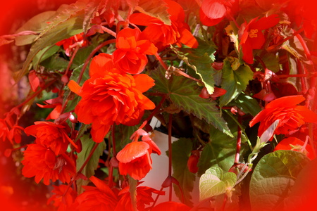Begonia. Nice flowers in the garden in midsummer, in a sunny day. Green landscapeの写真素材