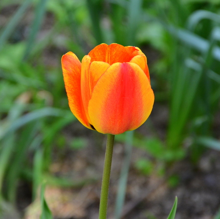 Tulip. Nice flowers in the garden in midsummer, in a sunny day. Green landscape.の写真素材