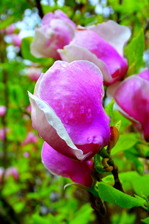 梅雨の花の写真 イラスト素材一覧 7 657件 ストックフォトのamanaimages Plus