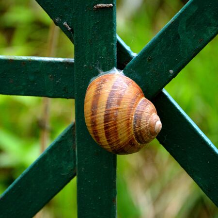 Typical landscape in the forests of Transylvania, Romania. Green landscape in the midsummer, in a sunny dayの写真素材
