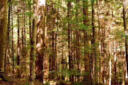 Typical landscape in the forests of Transylvania, Romania. Green landscape in the midsummer, in a sunny dayの写真素材