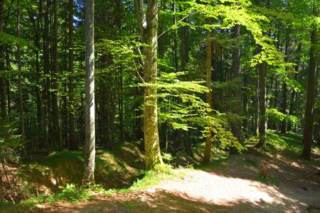 Typical landscape in the forests of Transylvania, Romania. Green landscape in the midsummer, in a sunny dayの写真素材