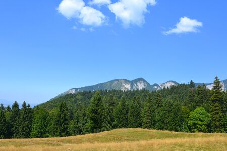 Typical landscape in the forests of Transylvania, Romania. Green landscape in the midsummer, in a sunny dayの写真素材