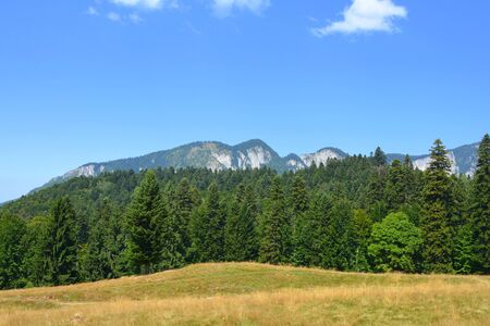 Typical landscape in the forests of Transylvania, Romania. Green landscape in the midsummer, in a sunny dayの写真素材