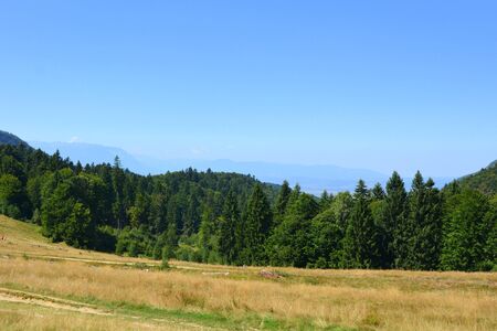 Typical landscape in the forests of Transylvania, Romania. Green landscape in the midsummer, in a sunny dayの写真素材