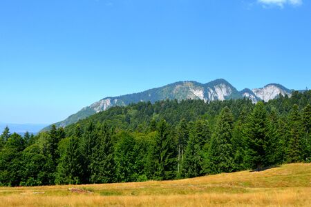 Typical landscape in the forests of Transylvania, Romania. Green landscape in the midsummer, in a sunny dayの写真素材
