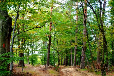Typical landscape in the forests of Transylvania, Romania. Green landscape in the midsummer, in a sunny dayの写真素材