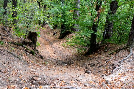 Typical landscape in the forests of Transylvania, Romania. Green landscape in the midsummer, in a sunny dayの写真素材