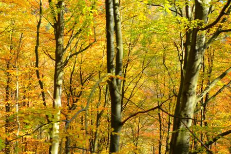 Typical landscape in the forests of Transylvania, Romania. Green landscape in the midsummer, in a sunny dayの写真素材